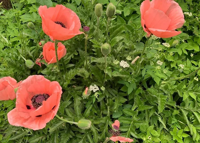 Am
